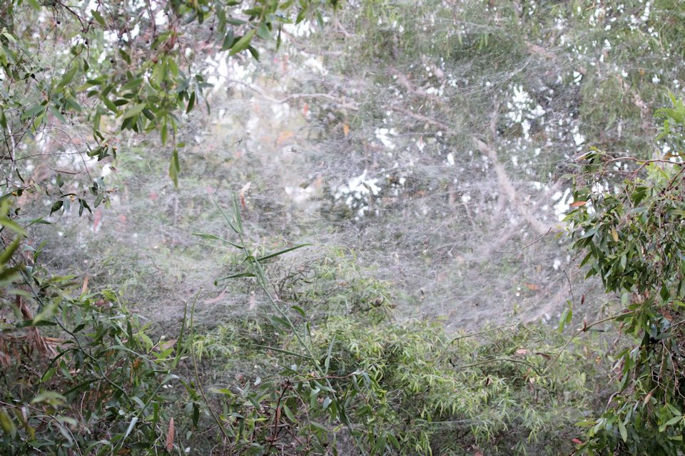 Tent Spider (Cyrtophora molucensis) (Cyrtophora molucensis)